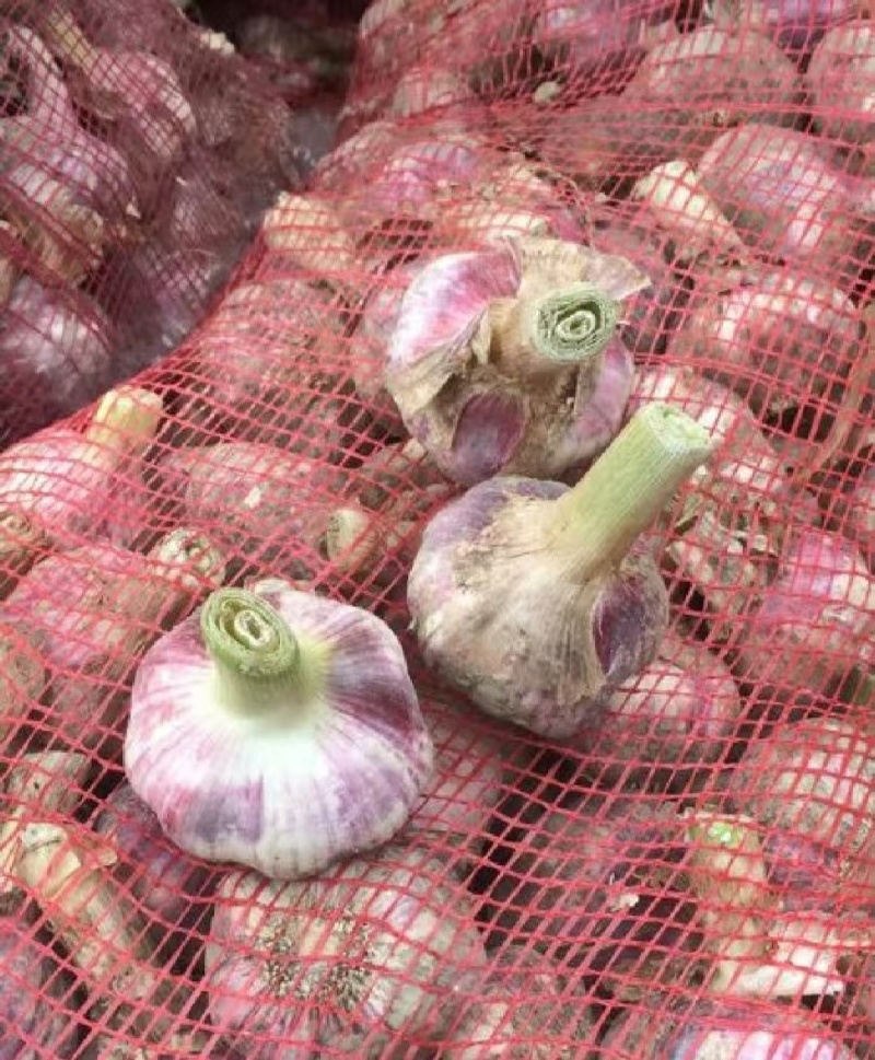 大蒜今年新蒜紫皮蒜自家种植价格实惠需要的话联系我