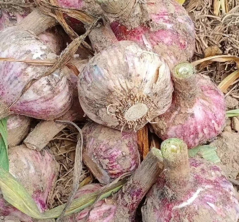 大蒜今年新蒜紫皮蒜自家种植价格实惠需要的话联系我