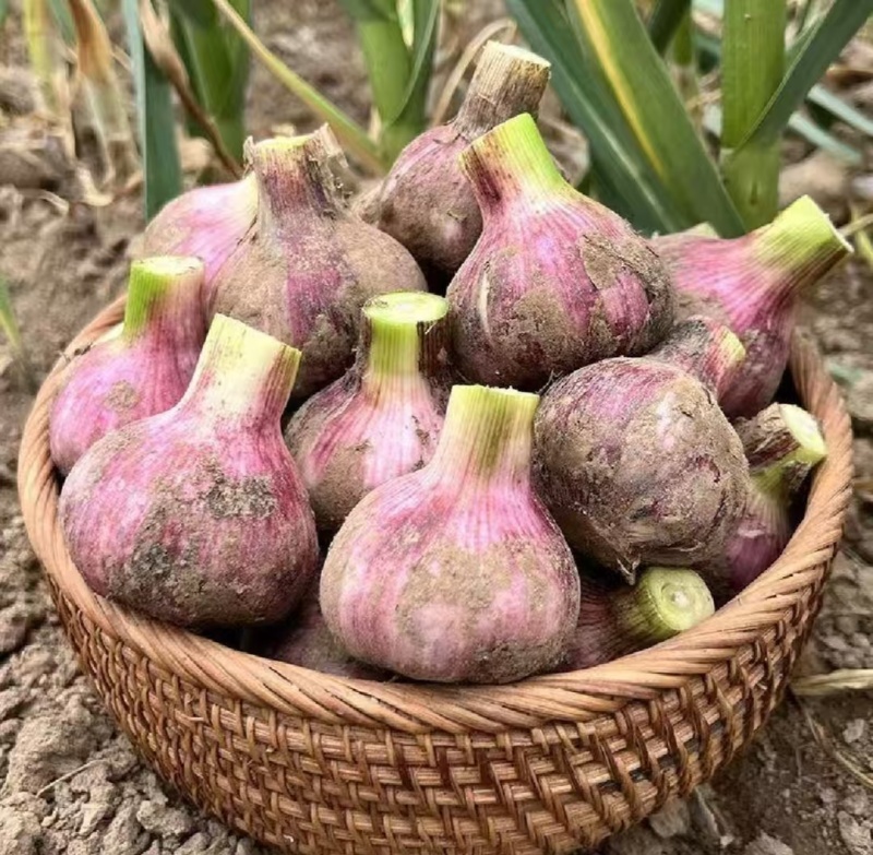 大蒜今年新蒜紫皮蒜自家种植价格实惠需要的话联系我