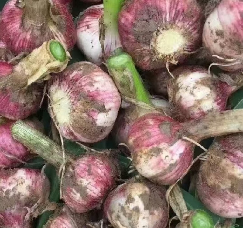 大蒜今年新蒜紫皮蒜自家种植价格实惠需要的话联系我