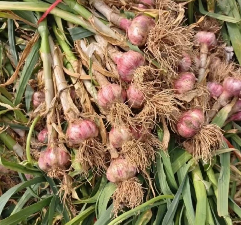 大蒜今年新蒜紫皮蒜自家种植价格实惠需要的话联系我