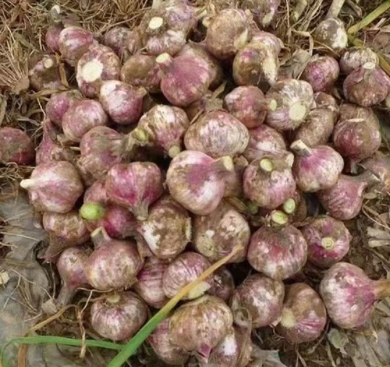 大蒜今年新蒜紫皮蒜自家种植价格实惠需要的话联系我