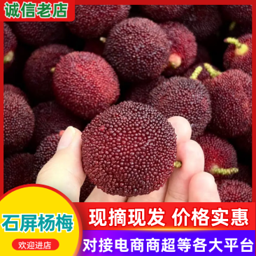 云南红河石屏县工厂直发红果石屏杨梅好货可视频咨询