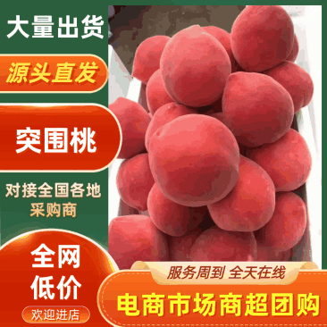 河北乐亭县大棚毛桃现大量上市个头大口感甜耐运输
