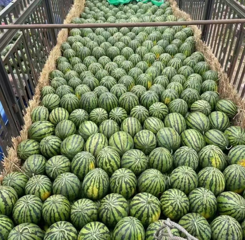 山西精品西瓜金城5号西瓜（双红金五），产地直供