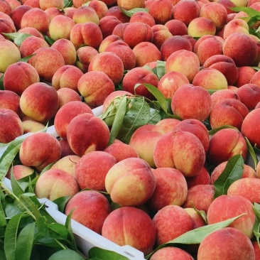 突围桃🍑水蜜桃产地直发量大从优可对接全国电商市场商超等