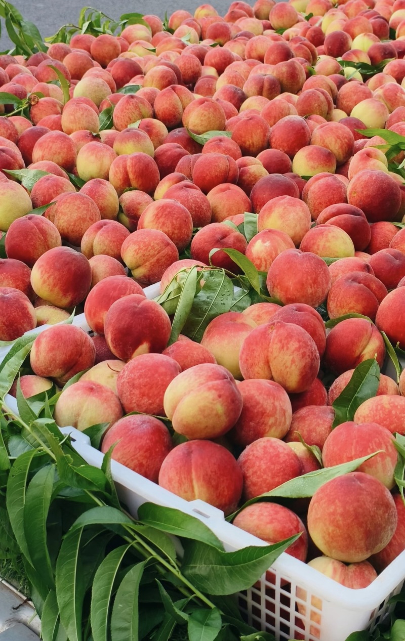 突围桃🍑水蜜桃产地直发量大从优可对接全国电商市场商超等