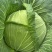 山西奥奇娜甘蓝扁包菜大头菜预售产地直供量大从优