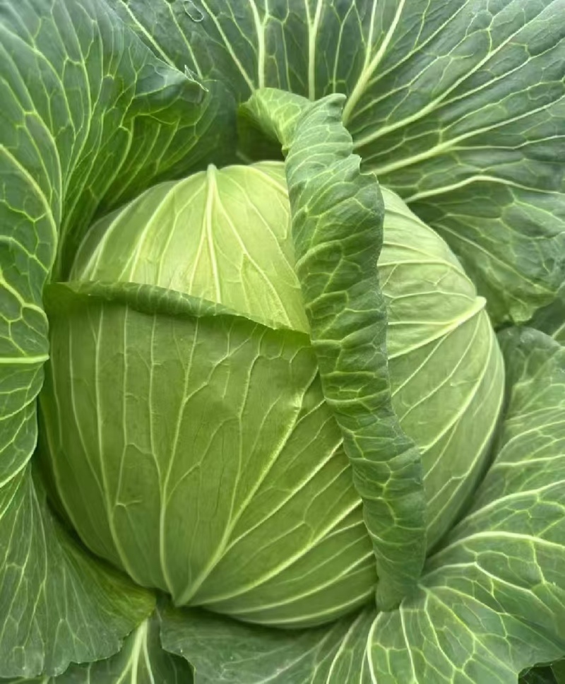 山西奥奇娜甘蓝扁包菜大头菜预售产地直供量大从优