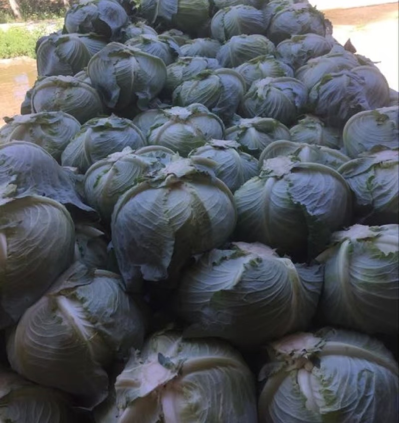 山西奥奇娜甘蓝扁包菜大头菜预售产地直供量大从优