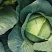 山西奥奇娜甘蓝扁包菜大头菜预售产地直供量大从优