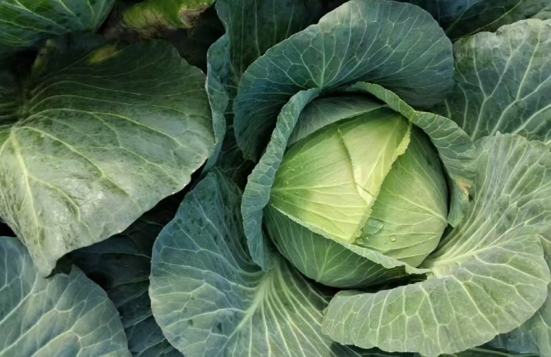 山西奥奇娜甘蓝扁包菜大头菜预售产地直供量大从优