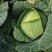 山西奥奇娜甘蓝扁包菜大头菜预售产地直供量大从优