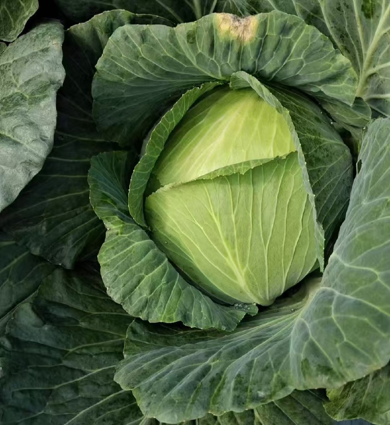 山西奥奇娜甘蓝扁包菜大头菜预售产地直供量大从优