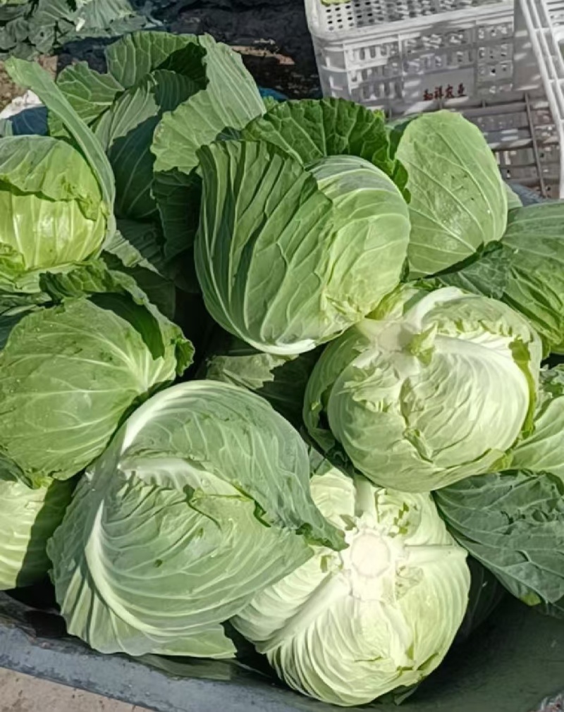 山西奥奇娜甘蓝扁包菜大头菜预售产地直供量大从优