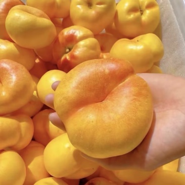 蟠桃🍑毛蟠桃油蟠桃产地直发量大从优可对接全国客商可视频看