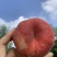 蟠桃🍑毛蟠桃油蟠桃产地直发量大从优可对接全国客商可视频看