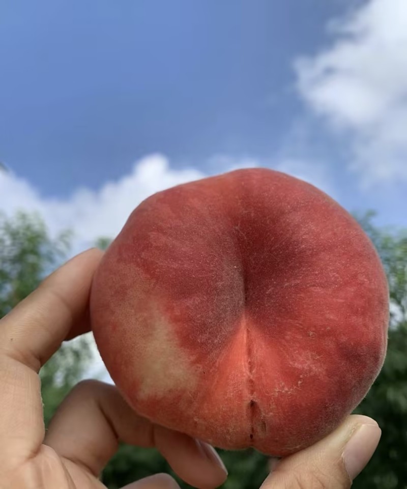 蟠桃🍑毛蟠桃油蟠桃产地直发量大从优可对接全国客商可视频看