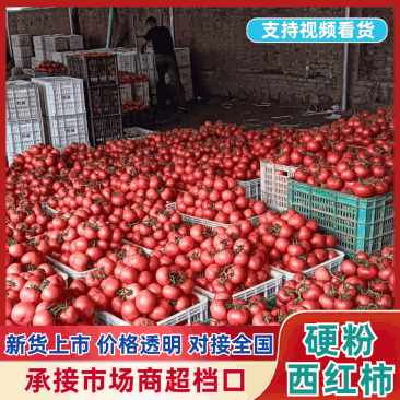 精品硬粉西红柿一手货源品质保证诚信经营