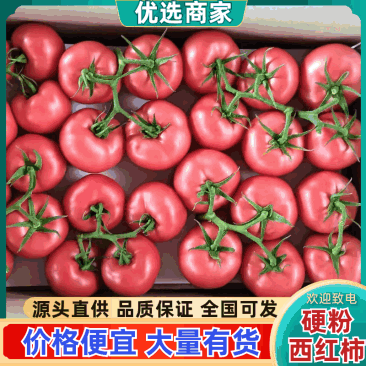 硬粉西红柿基地直发一手货源量大从优价格美丽