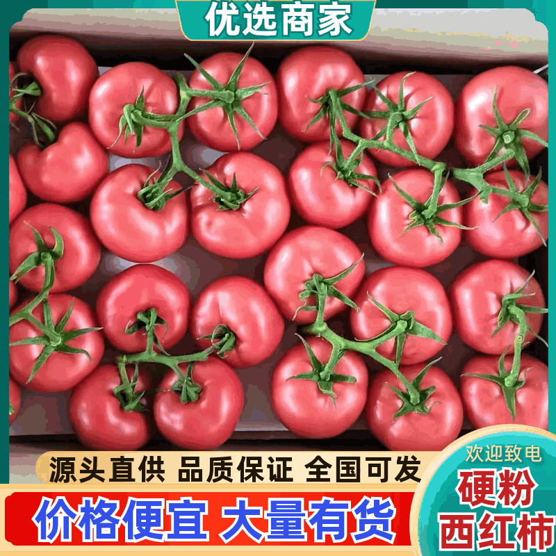 硬粉西红柿基地直发一手货源量大从优价格美丽