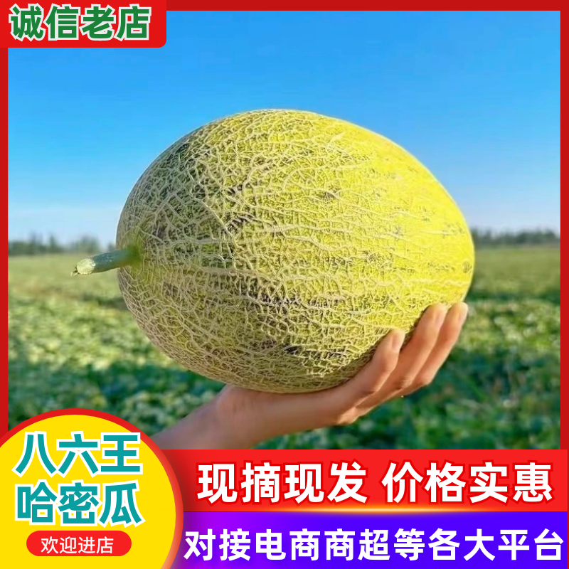 新疆八六王哈密瓜皮薄多汁新鲜采摘现摘现发品质保障规格齐全