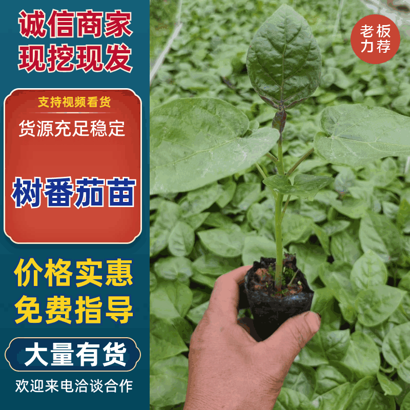 （推荐）树番茄苗根系发达成活率高果实量大可以谈