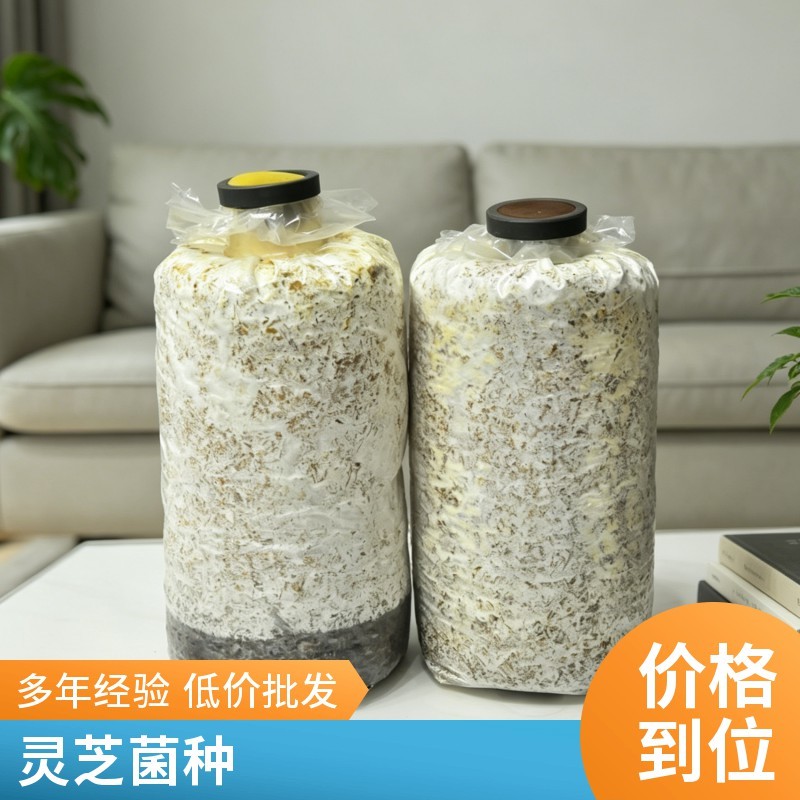 灵芝菌包批发高产易活盆栽盆景灵芝基地直供可食用观赏