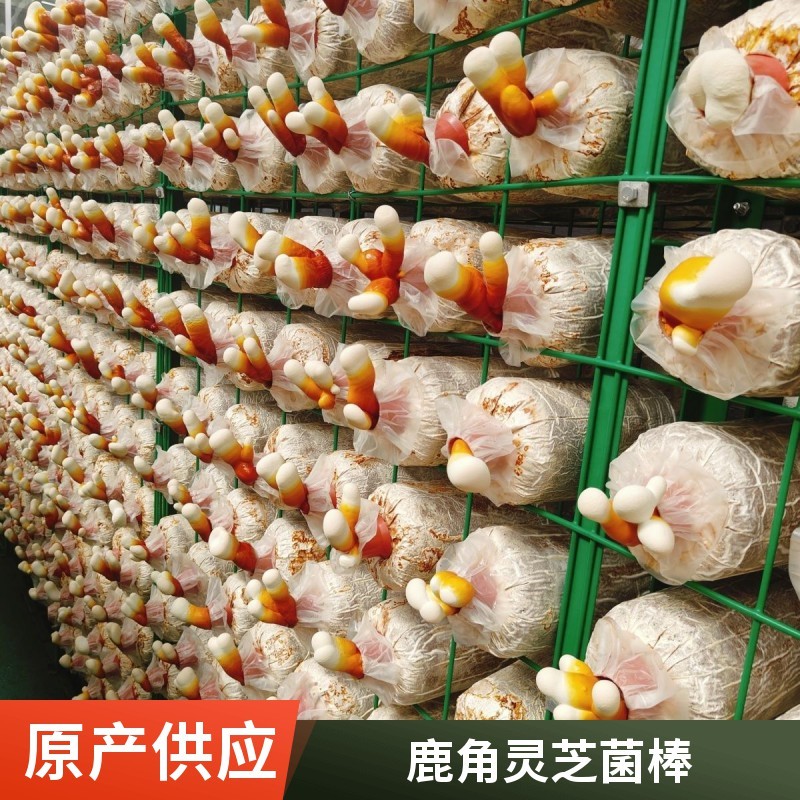 灵芝菌包批发高产易活盆栽盆景灵芝基地直供可食用观赏