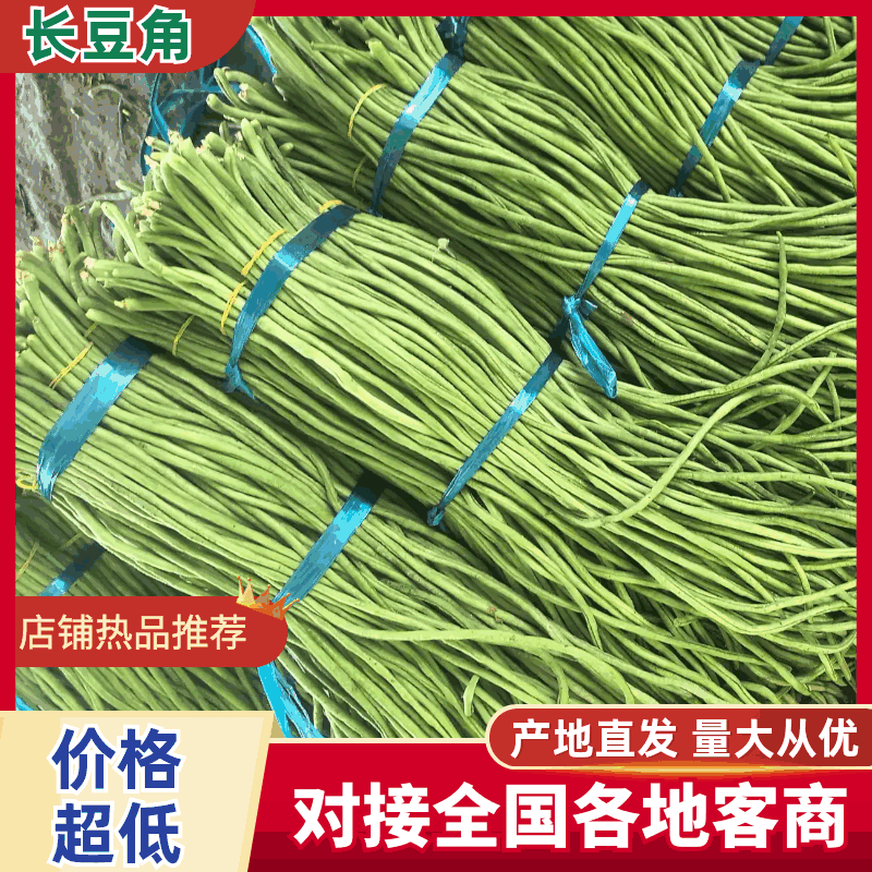 精品豆角水洗打冷协助上车安徽青条豆角大量供应