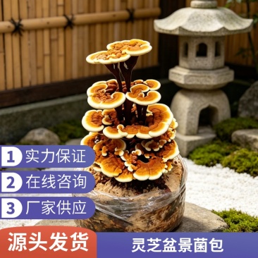 室内桌面灵芝盆栽摆件观赏绿植灵芝盆景基地货源