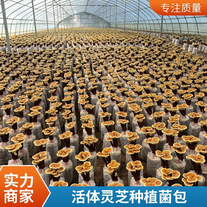 活体灵芝菌包盆栽家庭培育观赏食用菌盆景灵芝