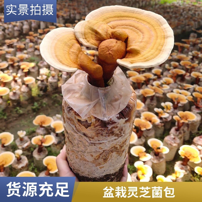 活体灵芝菌包盆栽家庭培育观赏食用菌盆景灵芝