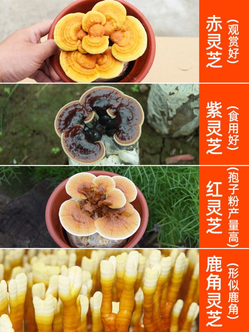 活体灵芝菌包盆栽家庭培育观赏食用菌盆景灵芝