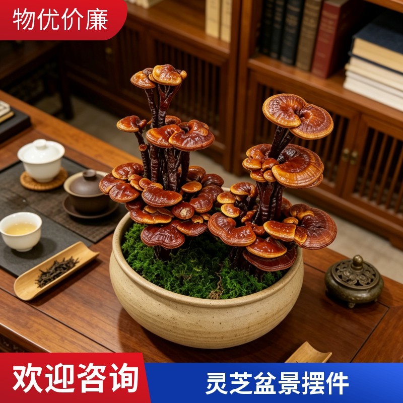 紫砂盆灵芝观赏盆景盆景灵芝客厅摆件礼品现货批发