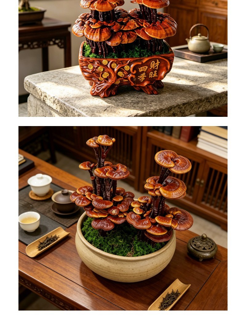 紫砂盆灵芝观赏盆景盆景灵芝客厅摆件礼品现货批发