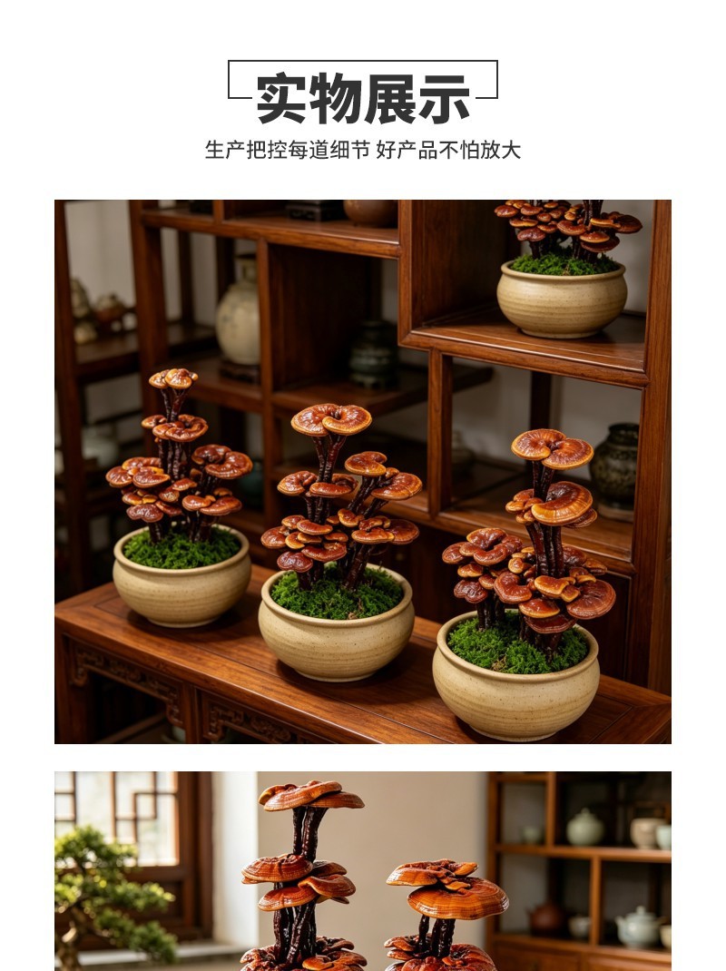紫砂盆灵芝观赏盆景盆景灵芝客厅摆件礼品现货批发