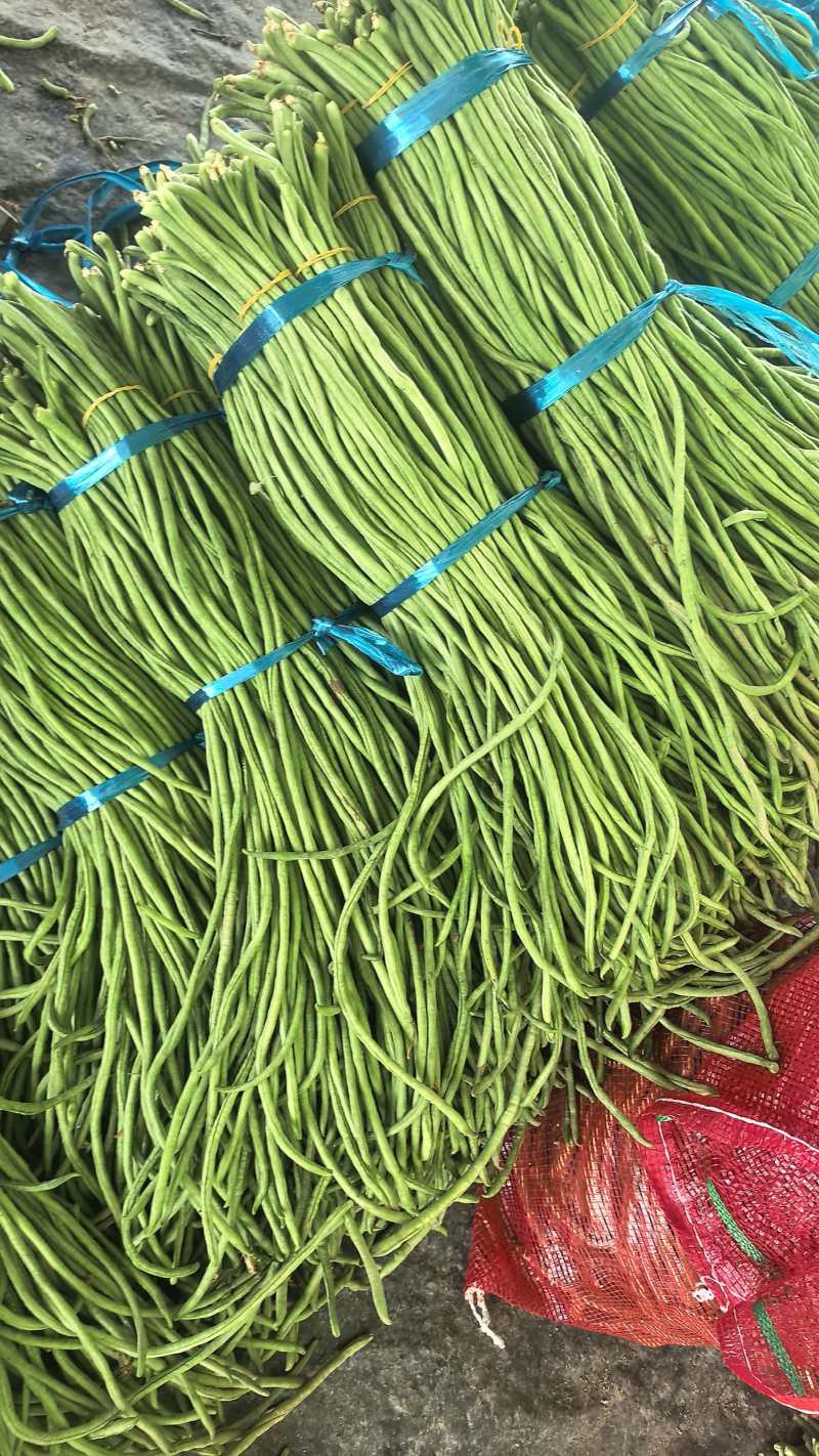 精品豆角水洗打冷协助上车安徽青条豆角大量供应