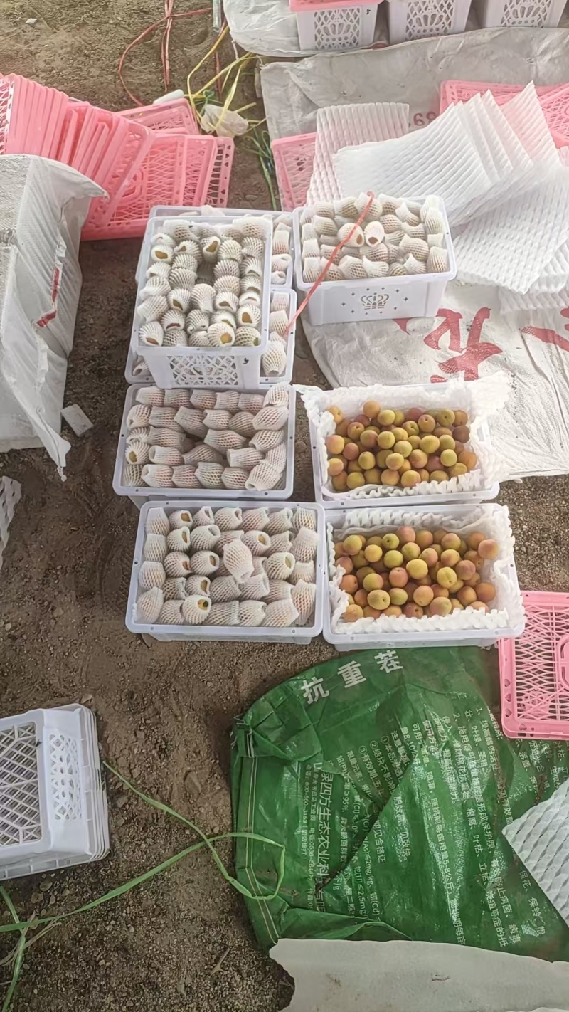 大荔吊干杏杏核都可以吃硬度好耐运输储存纯甜口感承接电商