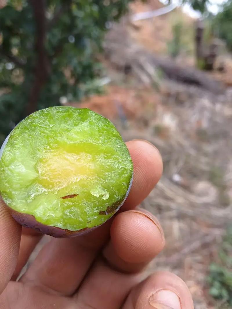 湖北精品五月脆李子/口感清脆产地直发量大从优货源充足
