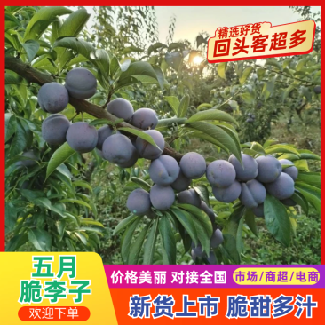 【精品】四川五月脆李子，市场果，电商果，越南果大量供应