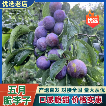 四川五月脆李子，对接全国市场果，电商果，越南果，产地直发