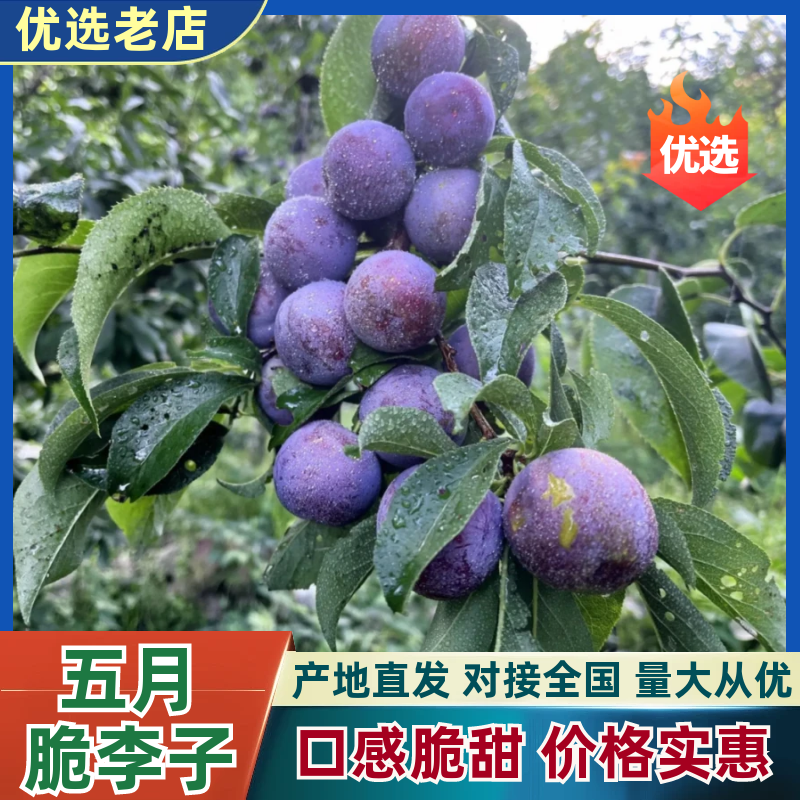 四川五月脆李子，对接全国市场果，电商果，越南果，产地直发