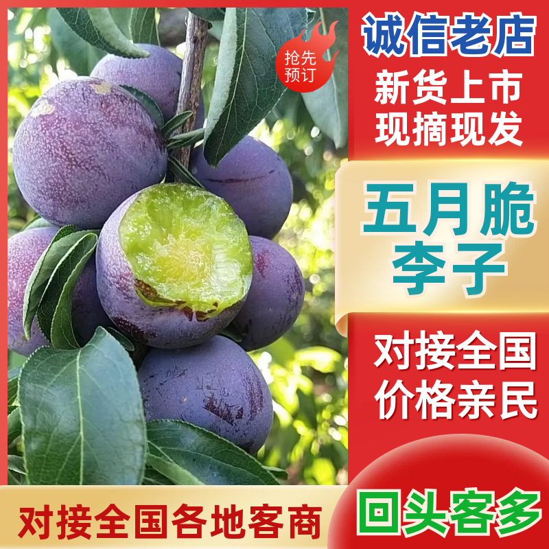 五月脆李子大量上市，市场果，电商果，越南果，产地一手货源