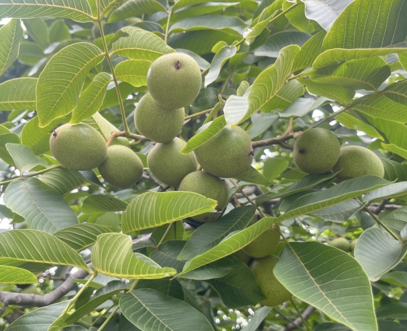 【实力推荐】青皮核桃凉山深山产地自然种植一条龙服务
