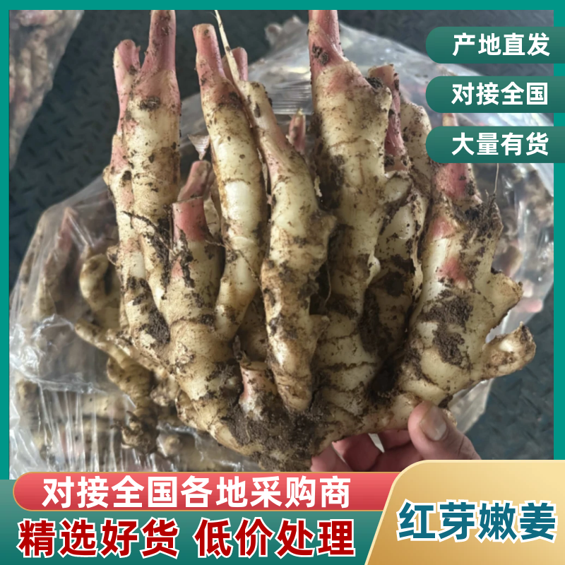 【精品】山东红芽嫩姜大量上市有质有量支持一件代发