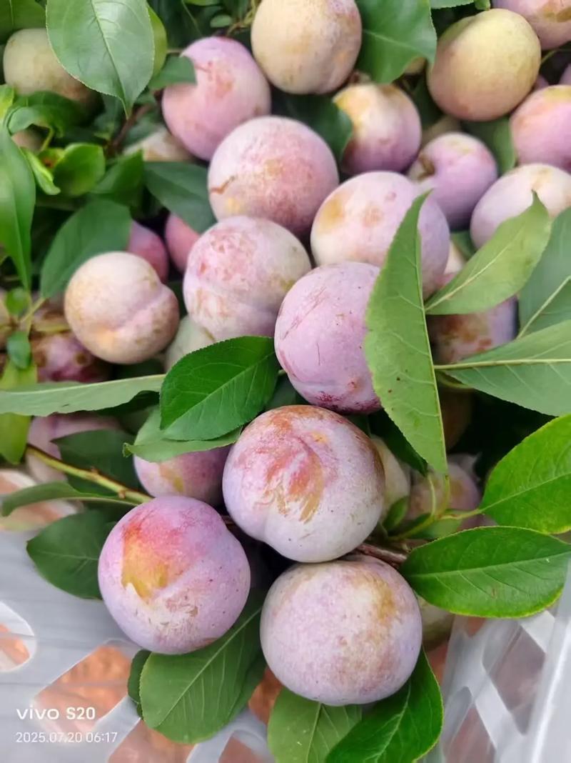 【精品】湖北芙蓉李子大芙蓉小芙蓉产地直发对接电商市场