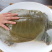 【精品】龚老汉甲鱼1.5斤母鳖活体生态养殖家庭食补