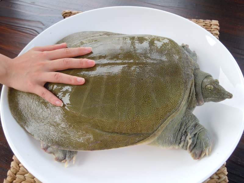 【精品】龚老汉甲鱼1.5斤母鳖活体生态养殖家庭食补