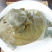 【精品】龚老汉甲鱼1.5斤母鳖活体生态养殖家庭食补